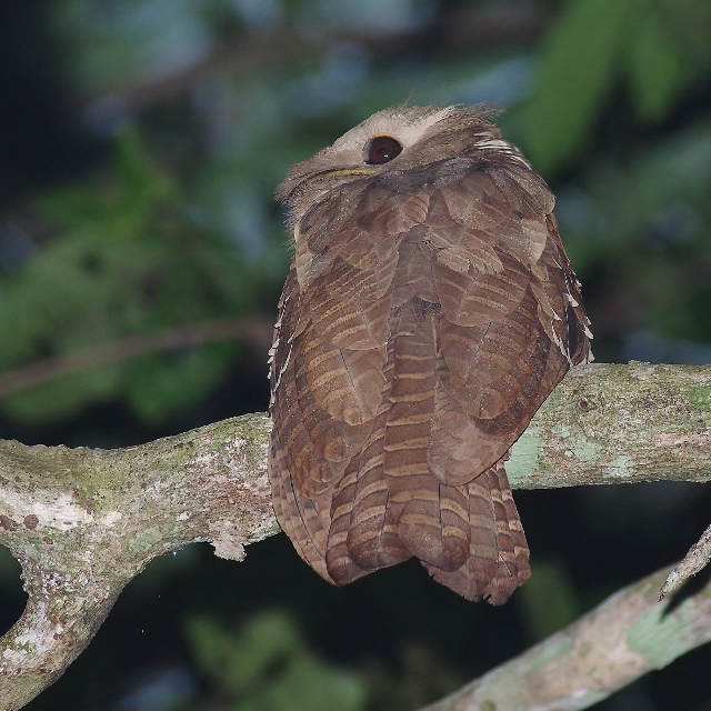 Large Frogmouth