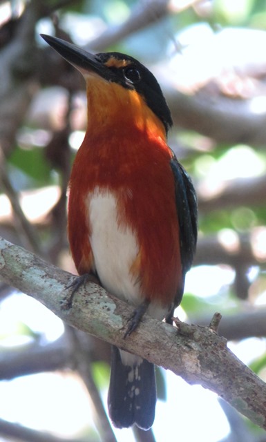 American Pygmy-kingfisher