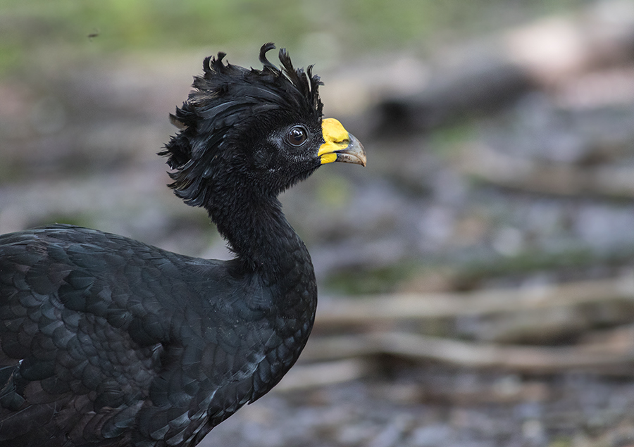great curassow (male)