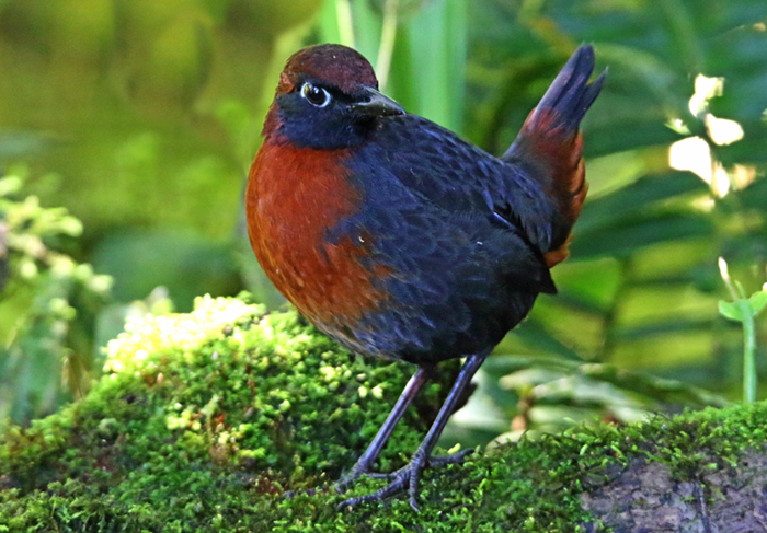 Rufous-breasted Anthrush