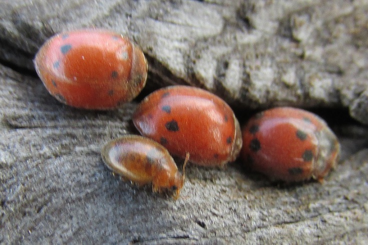 Small Brown and 24-spot Ladybirds