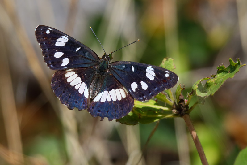 Southern White Admiral - not Lesser Emperor