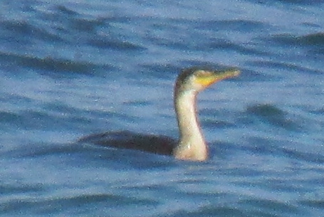 possible Double-crested Cormorant