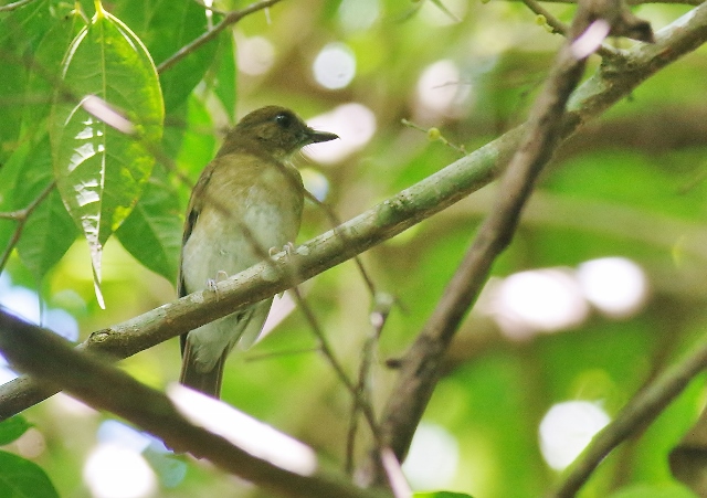 White-throated Jungle Flycatcher