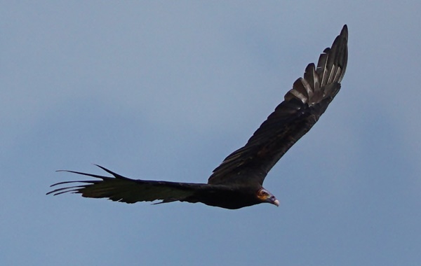 Lesser Yellow - Headed Vulture