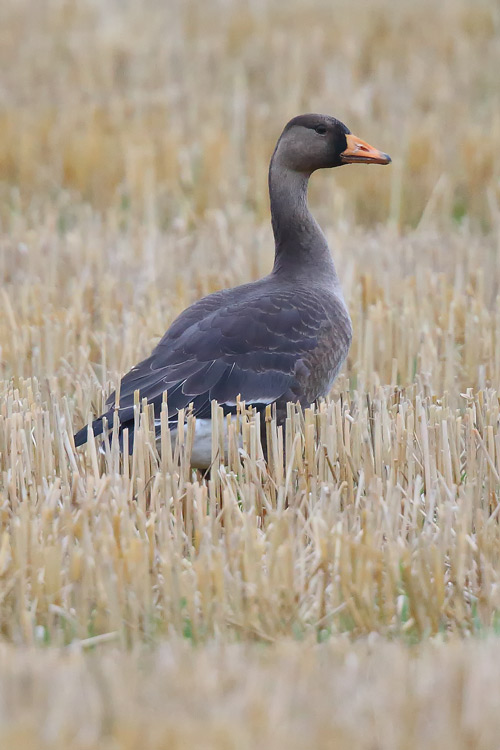 Juvenile Greenland White-fronted Goose