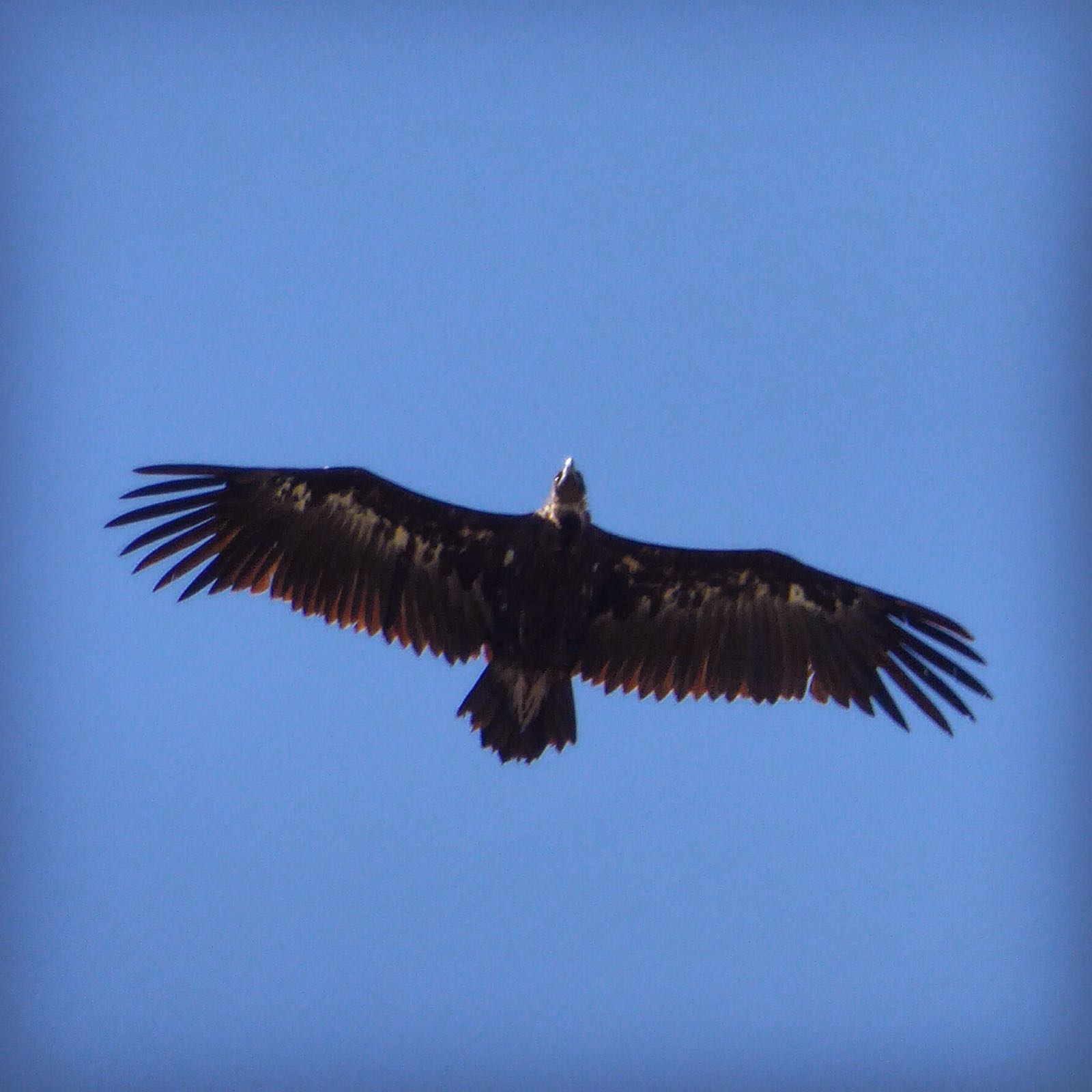 Monk vulture
