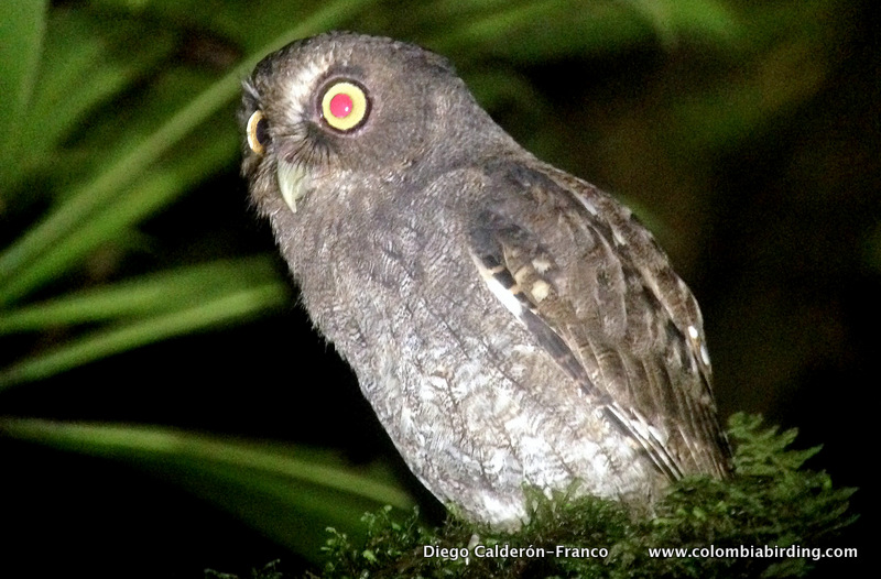 Napo Screech-Owl - Megascops napensis