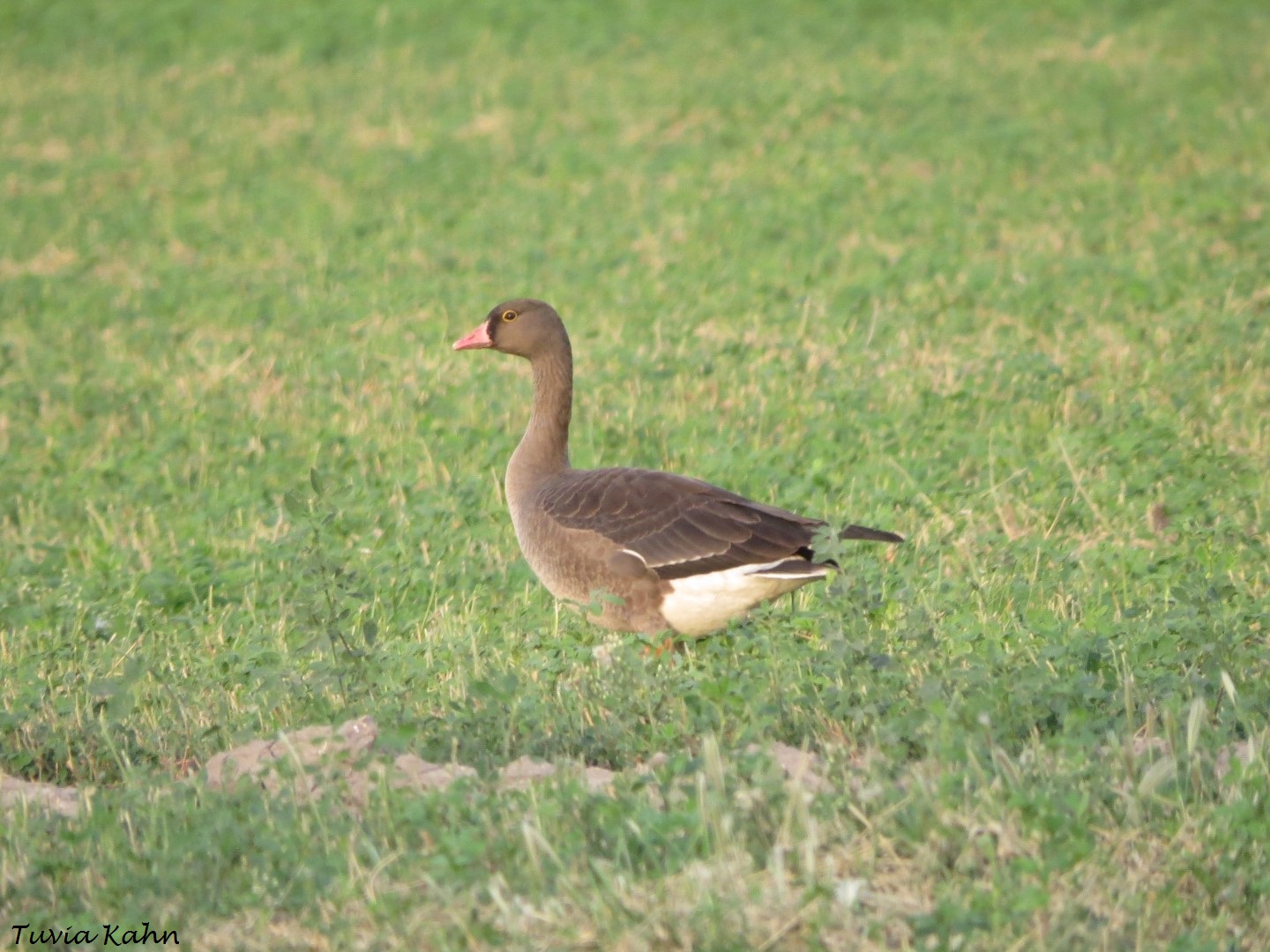 Lesser White fronted Goose