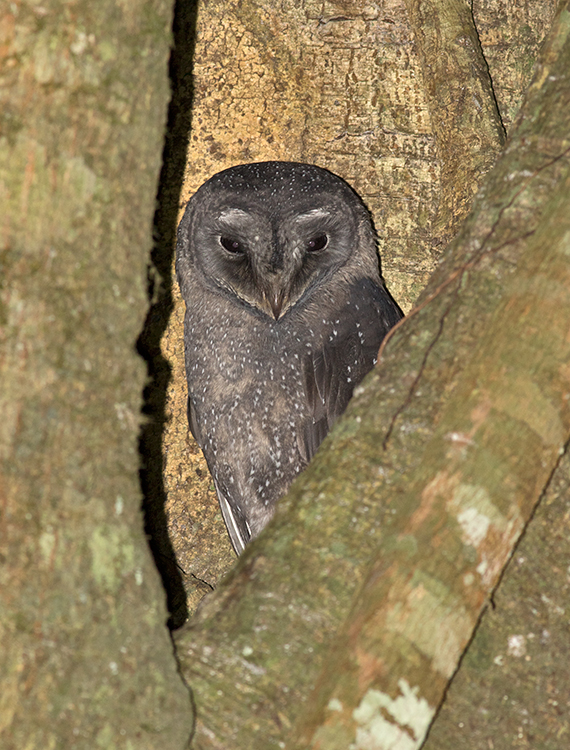 Greater Sooty Owl