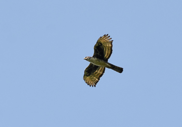 Cassin's Hawk Eagle