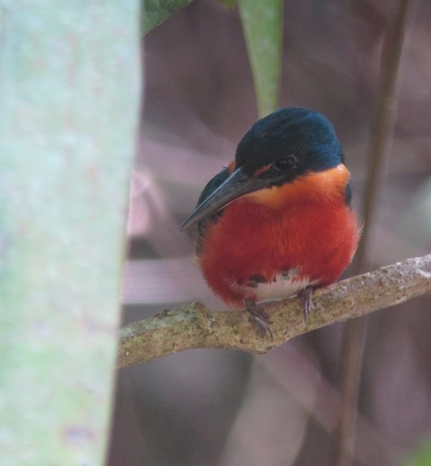 American Pygmy-kingfisher