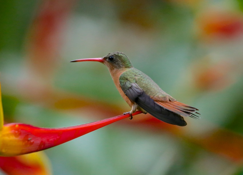 Cinnamon Hummingbird  ---- Amazilia rutila