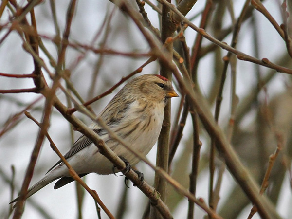 Coues's Arctic Redpoll