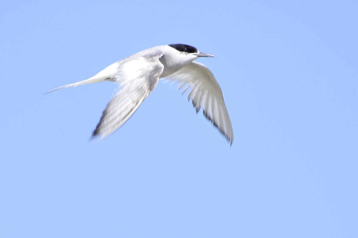 Eastern Common Tern S.h.longipennis