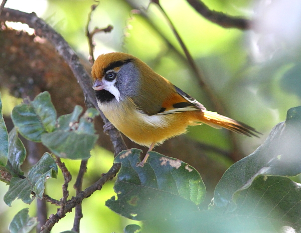 Buff-breasted (Black-throated) Parrotbill 