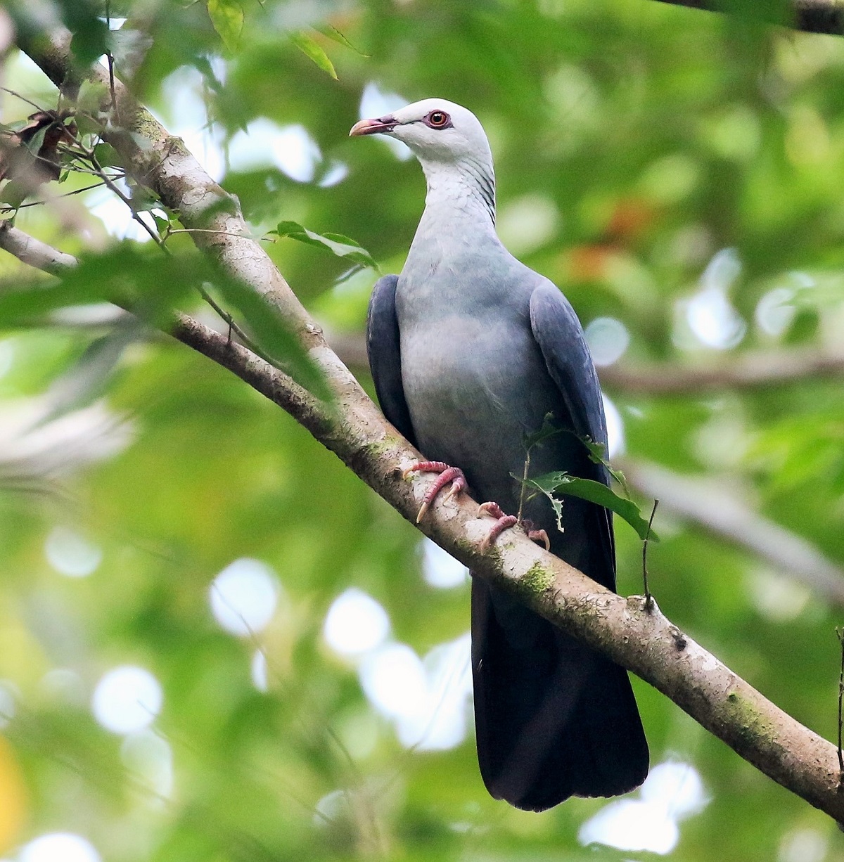 Andaman Woodpigeon
