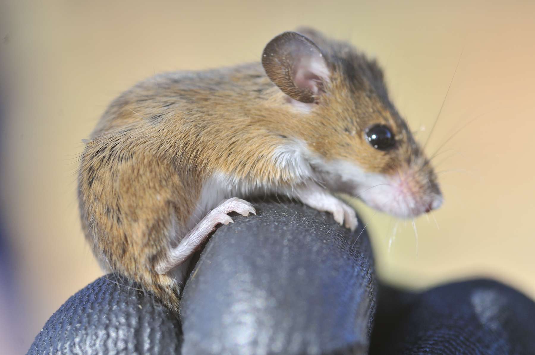 Tiny Pygmy Mouse