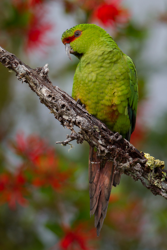 Slender-billed Parakeet