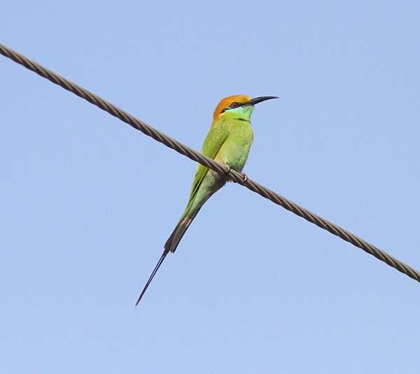 Green Bee-eater