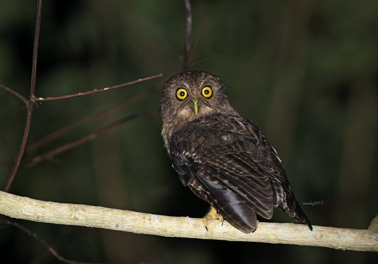 Romblon Hawk Owl 
