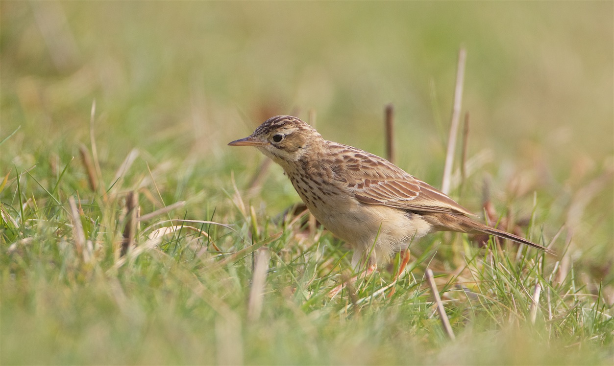 Blyth's Pipit