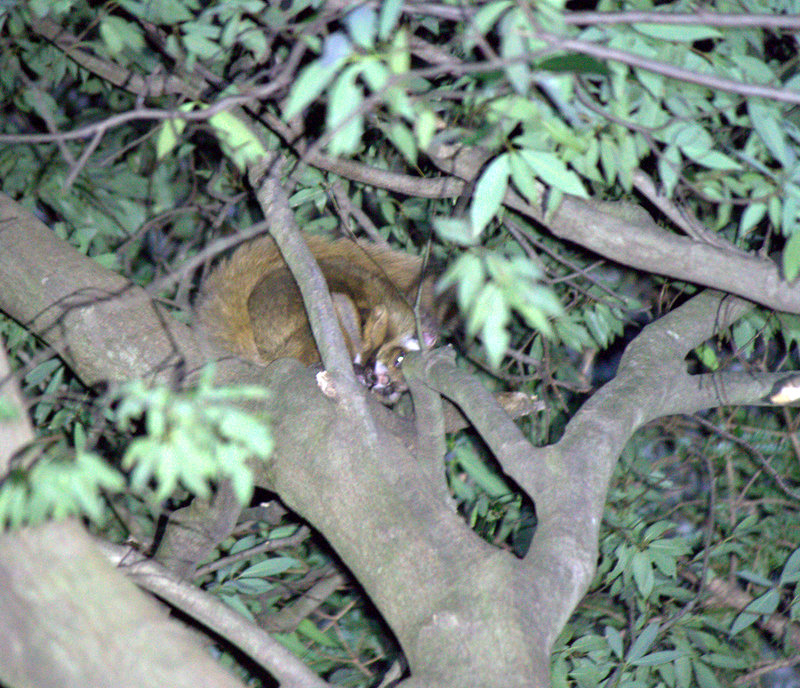 Japanese Flying Squirrel (Petaurista leucogenys)