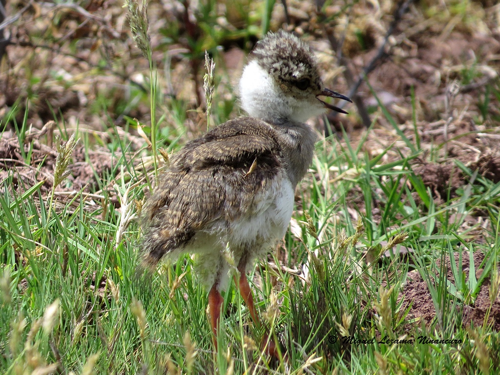 Andean Lapwing chick