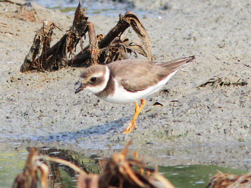 Common ringed Plover 