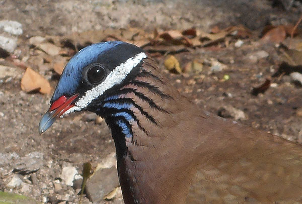 Blue-headed Quail Dove