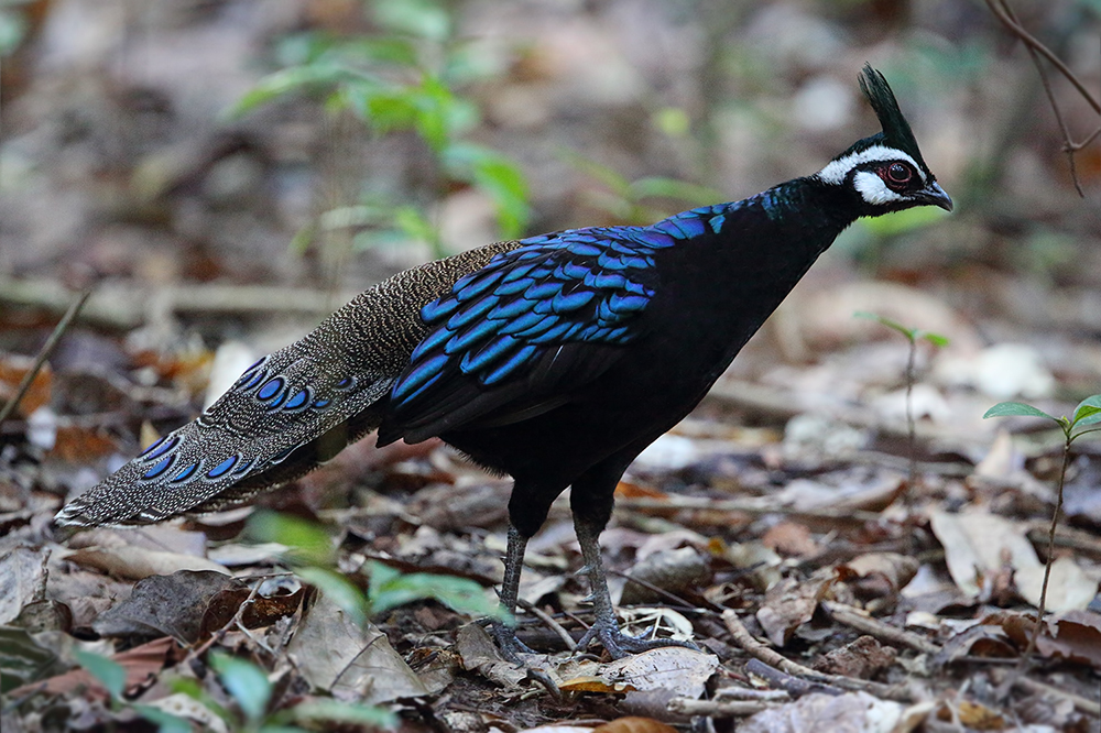 Palawan Peacock Pheasant