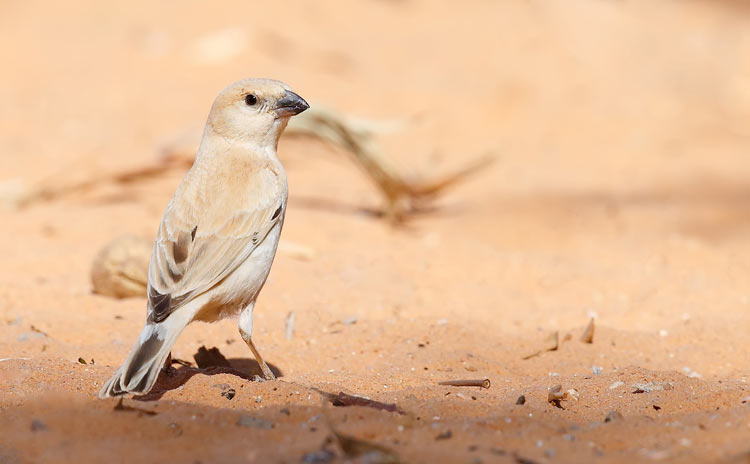 Desert Sparrow - female