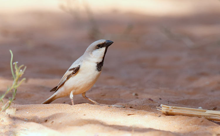 Desert Sparrow - male