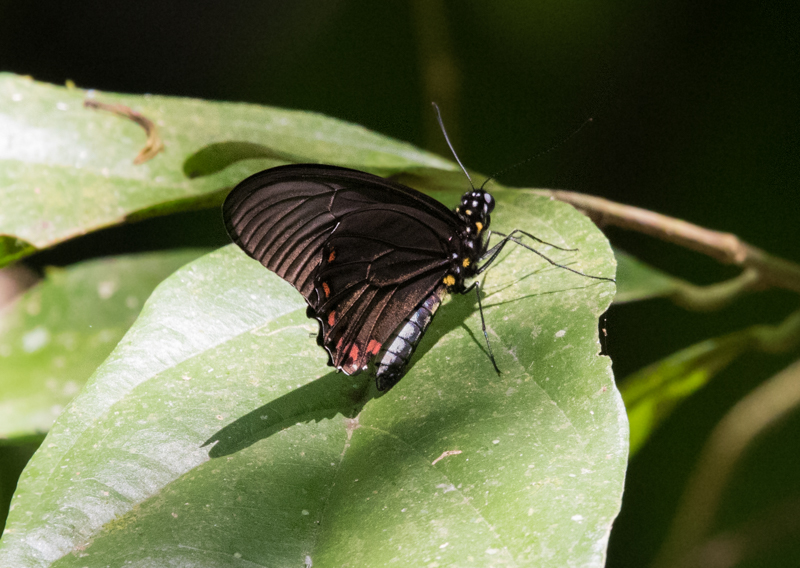 Cramer's or Yellow-trailed Swallowtail Battus lycidas