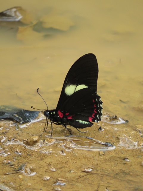 Pausanias Swallowtail (Mimiodes pausanias)