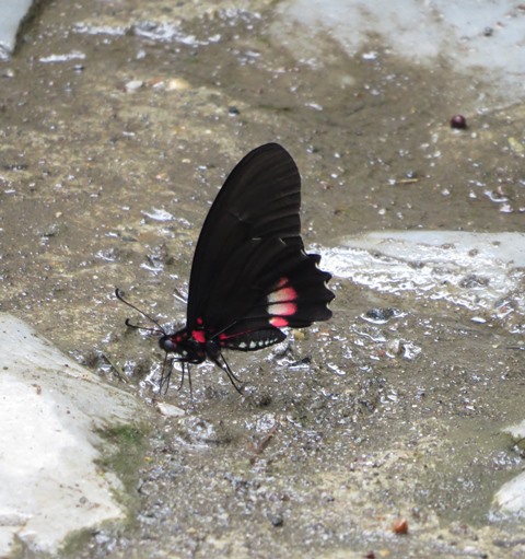Ilus Swallowtail/Dual-spotted Swallowtail
