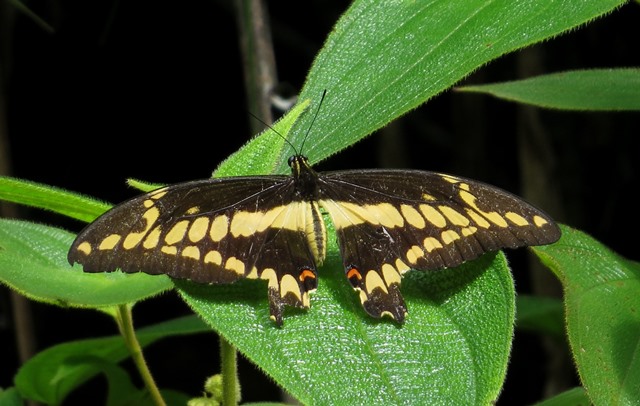 Thoas Swallowtail (Heraclides thoas nealces)