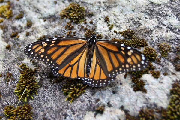 Monarch (Danaus plexippus)