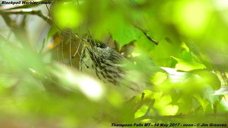 Blackpoll Warbler male