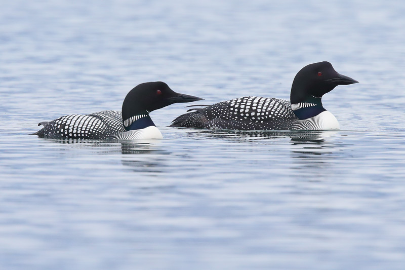 Great Northern Divers