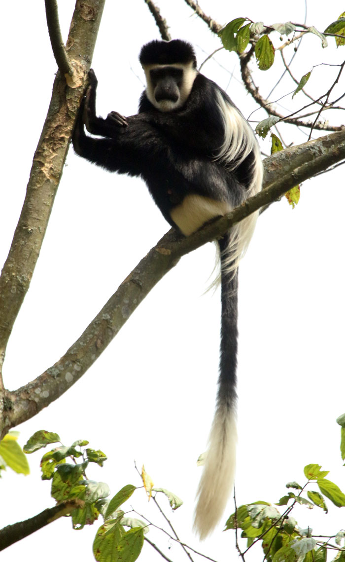 Eastern Black-and-white Colobus