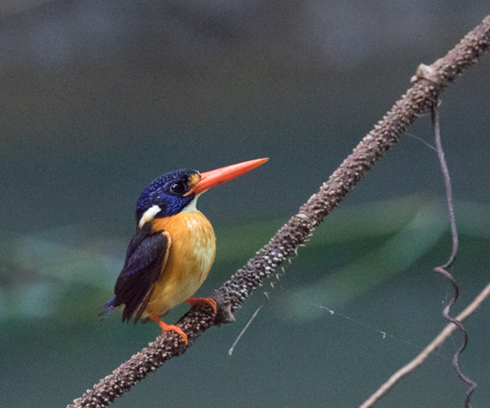 Moluccan Dwarf-Kingfisher