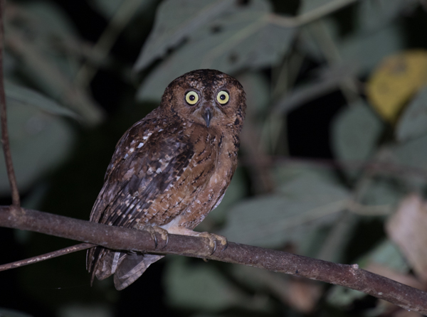 Moluccan Scops-Owl