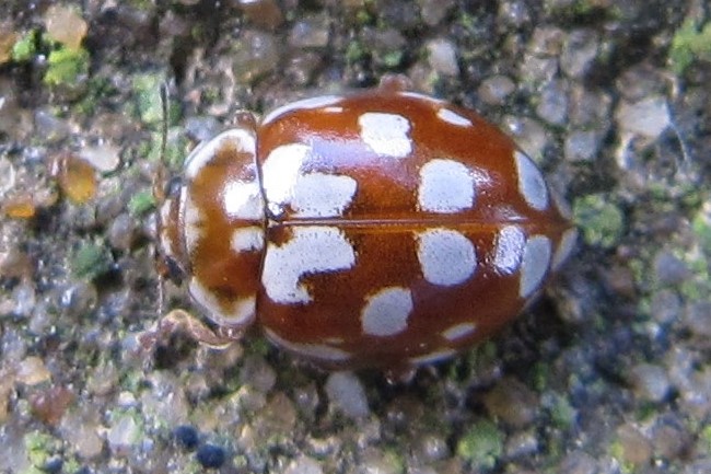 18-spot ladybird
