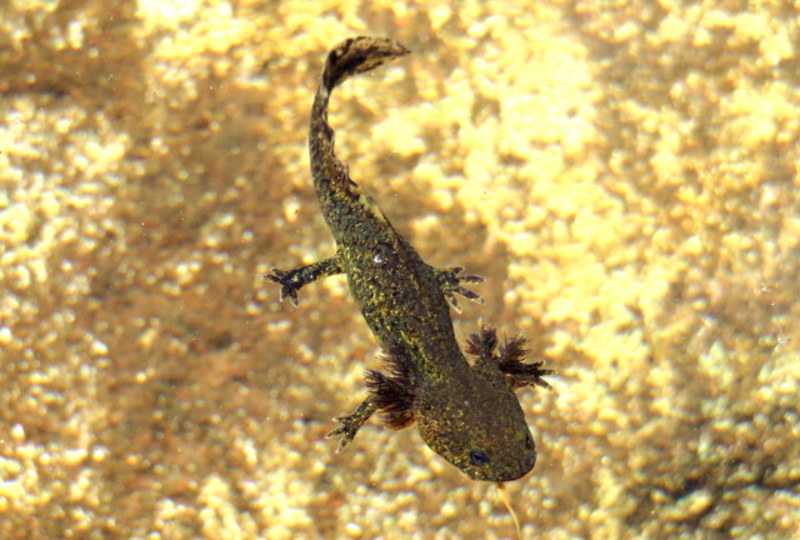 Japanese Black Salamander