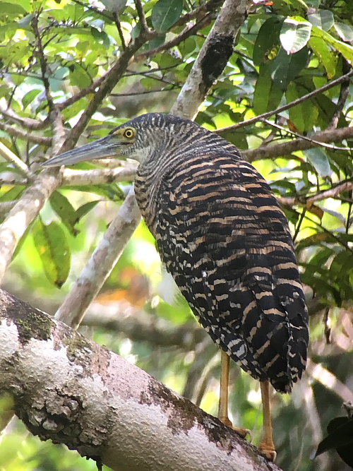 Forest Bittern