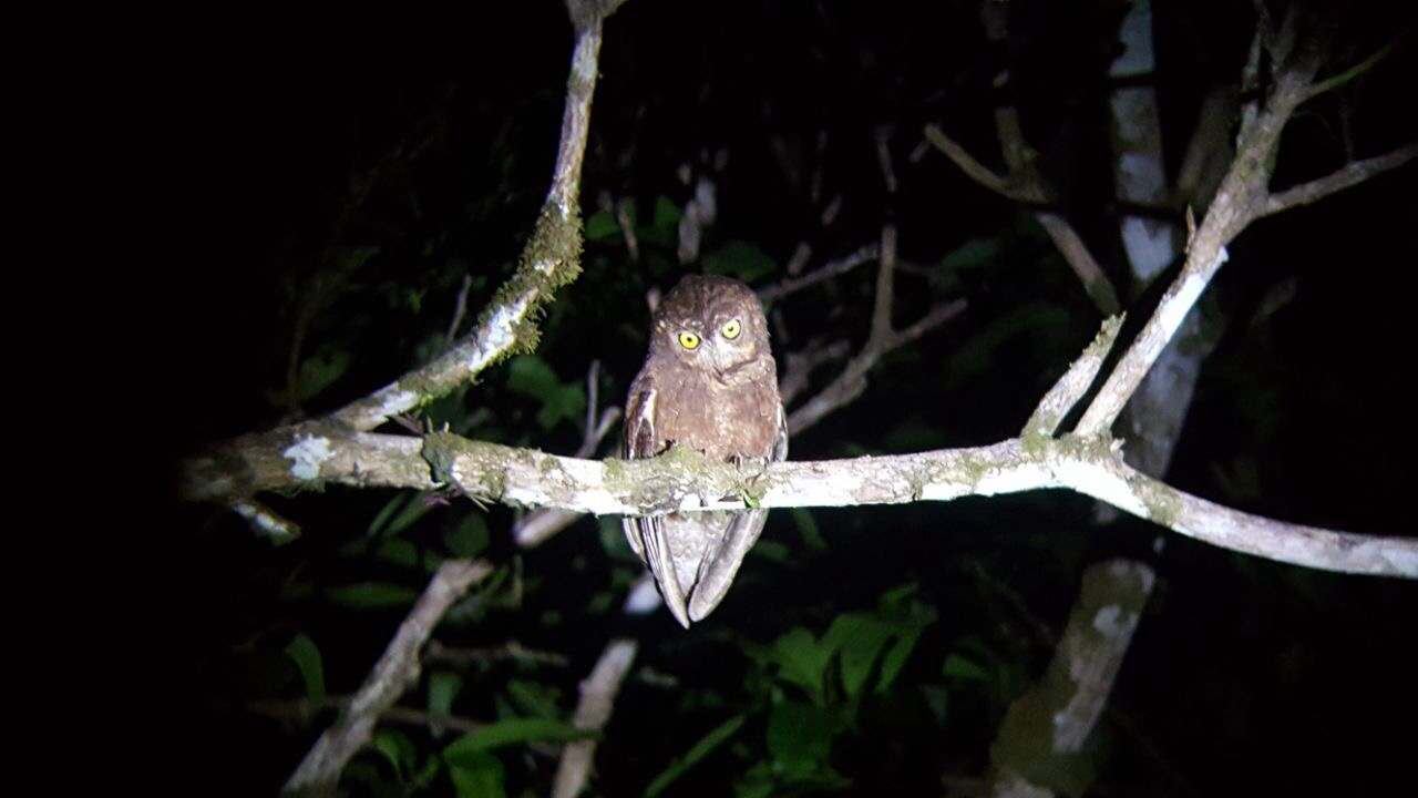 Enggano Scops Owl