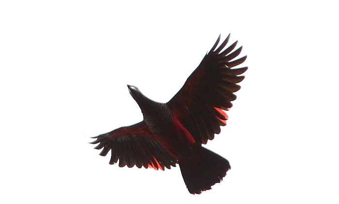 Pesquet's Parrot (Vulturine Parrot)