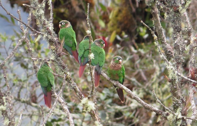 Brown-breasted Parakeet