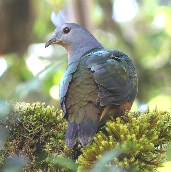 Rufescent (Shining) Imperial Pigeon